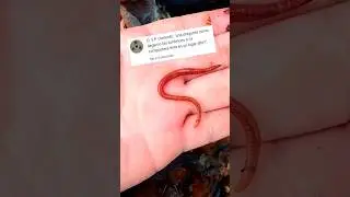 Lombrices &iquest;sab&iacute;as esto sobre ellas? #lombriz #fyp #parati #estonolosabias #sabiasque #earthworm