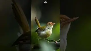 A bunch of birds #birdphotography #wildlife #nikon #nikon200_500 #nikonindia