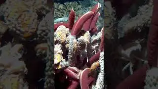 deep sea tube worm sea animals #24academia #animals #animalsfacts  #sea #seaanimals #deepsea #shorts