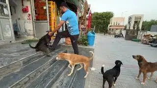 Pitbull vs Husky laado ki husky k saath hui FIGHT