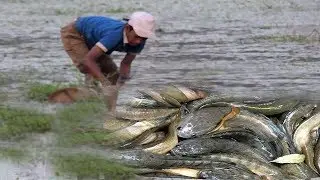 Today Net Fishing at Pailin Province - Khmer Cast Net Fishing - Cambodia Traditional Fishing
