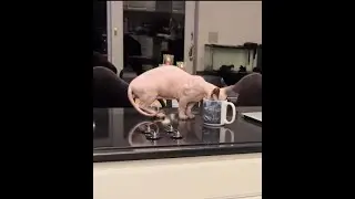 SPHYNX BAMBINO