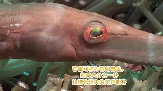 &ldquo;Trump fish&rdquo; &mdash; a silent killer in one-sixth of a second.它被戏称为特朗普鱼，却是六分之一秒让猎物消失的无声刺客