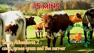 Sunny Adventures  02: cows, green grass and the farmer/ 15 min