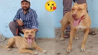 Humara New Guard Dog 🐕 aa Gaya &ndash; Guard Dog American Pit Bull Terrier &ndash; Banned Dog || 3mbvlogs