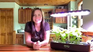 QYO 4 Week Update | EverCrest