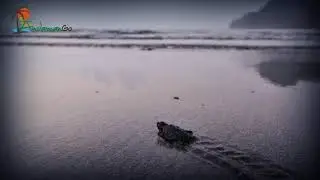 Kalipur Beach, Andaman & Nicobar Islands
