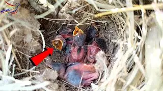 Parents take care of their babies all day long || Animals and Birds
