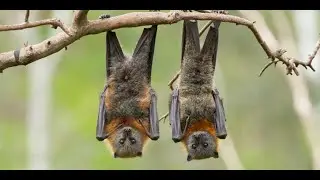 Australian Bat Lyssavirus (ABLV): Safety and News Videos