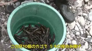テナガエビ漁がピーク（宮崎県日南市）