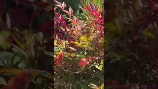 Нандина / Nandina domestica &bdquo;OBSESSED SEIKA&ldquo; 🌿🏡