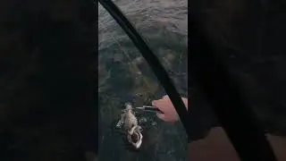Seabass fishing, French west coast
