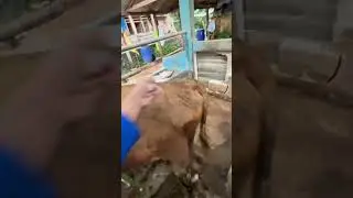 Vitamin B Complex injection in cattle #shots #animals