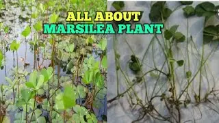 A Beautiful Aquatic Plant Marsilea Plant@Arch Garden
