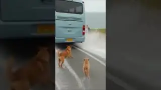 &ldquo;Hero Dog Saves Everyone from Tsunami | Emotional Puppy & Mother Dog Story 🐶🌊&rdquo;
