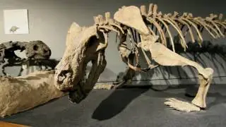 Lots to See and Do at the Arizona Museum of Natural History