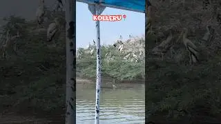Kolleru birds sanctuary❤️a small trip with friends🥰#trip #travel #kolleru #birds #sanctuary #vibes