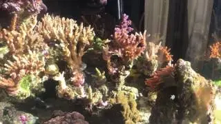 Practical Reef - Sunlit Reef