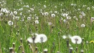 Relaxing Bird Song Scandinavia Bird Reserve (high quality)