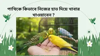 Hand feeding a budgerigar. বাজরিগার পাখির টেম করে  হাতের উপরে খাবার খাওয়া  । bird baby love.