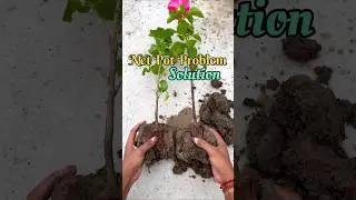 Best Way To Solve Net Pot Problem | Net Pot Problem Solution #plantnetpotproblem #netpotinplants