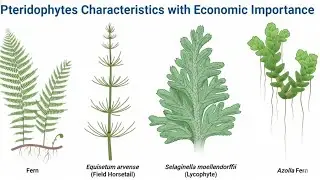 Pteridophytes | Part - 1 | Bsc Biology | College Botany | Semester Exam Course #bsc #biology #exam 