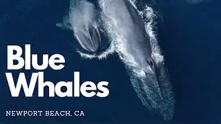 Blue Whales in Newport Beach June 2022 | Largest Animal on the planet