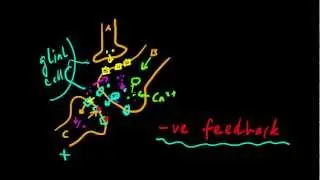 Part 10 - Synaptic Strength