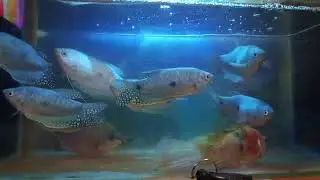 Ikan remora
