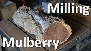 Milling a mulberry branch with a bandsaw