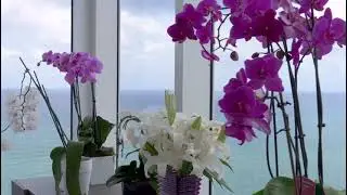 Sunny Isles Beach Real Estate Anna Maria Porowska