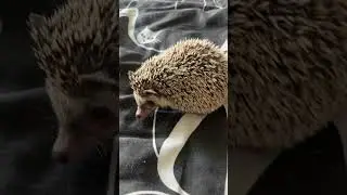 Люба африканский карликовый ежик💋 #petlovers#hedgehog#nature#pets#lybathehedgehog
