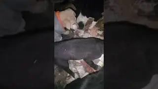 Aap log bhi hai jo Jin bacchon ka Dhyan Rakh sakte hain main to aapke bagair kuchh bhi nahin hun 🐕🐕😭