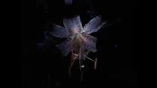 Insect Vision | UV Fluorescence S01E04 - How pollinators see Aurelian and henryi lilies [4K]