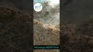 Button Mushroom Compost | Real Farm Process | Shorts | BETiMushroom #mushroomcultivation #mushroom