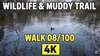 Walk 008/100: [4K Nature & Ambient Sounds] Wildlife & Muddy Trails | Moody Winter Walk