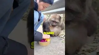 CUTEST MONKEY EVER 🐵🥺#shorts