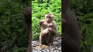 Mom eat banana alone not give to son