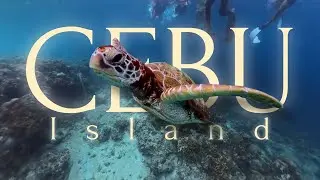 🐢 황금거북이를 만나셨군요? 당신에게 행운이 찾아옵니다.ㅣPhilippinesㅣCebu