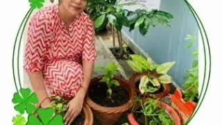 Plantation Drive 2020
