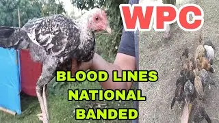BLOOD LINES, NATIONAL BANDED,WPC, BAKBAKAN BANDED,WING BAND