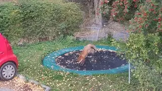 Fox Pounces on Trampoline || ViralHog
