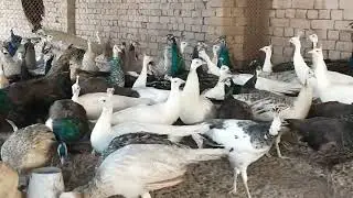 peacock pathay different varieties