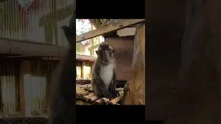The old Mojo Jojo #animals #animal #monkey #nature #mojojojo #powerpuffgirls