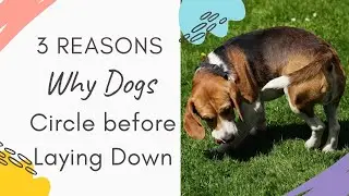 Why do dogs circle before they lay down? 3 Main Reasons Why Dog Circle Before Laying down