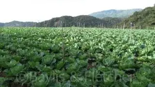 Commercial vegetable farming, Lojing, Malaysia. 20170526_091257.m2ts