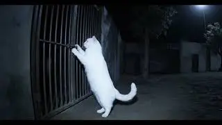 CCTV camera captured: nighttime escape of animals from the zoo  | Animal memes