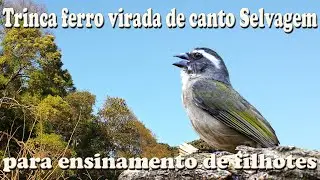 Trinca ferro virada de canto selvagem gravado ao vivo na natureza para ensinamento de filhotes