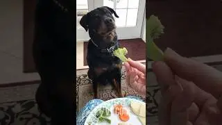 Russian Dog Refuses Broccoli Like It's Poison 🐶🇷🇺🥦