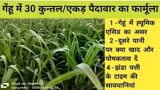 गेहूं में 30 कुन्तल/एकड़ उत्पादन के लिए करे ये काम